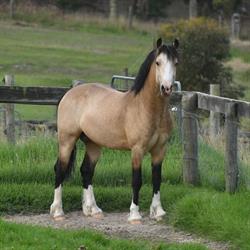 PEN-NANT STUD