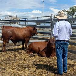 Pinnacle Pocket Cattle
