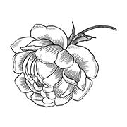 Sydney Flowers