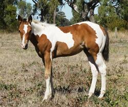 Woodstock Paint Horses