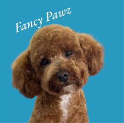 Fancy Pawz Dog Grooming