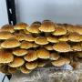 Chestnut Mushrooms (Pholiota adiposa)