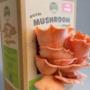 Pink Oyster Mushroom Kit