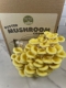 Delicous Yellow Oyster Mushrooms Ready to Eat