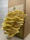 Yellow Oyster Mushroom Grow Kit