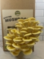 Introducing our newest mushroom kit - yellow oyster!
