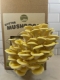 Yellow Oyster Mushroom Kit Ready To Pick