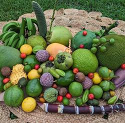 A Fruit Place