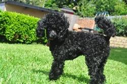 Tails Up Dog Training