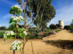 Marcias Patch @ Deni Community Garden