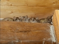 Rat Pest Control Perth