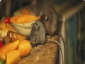 Rats Pest Control Perth