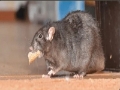 rats