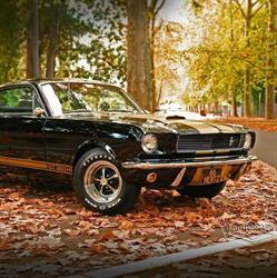Image Classic Cars