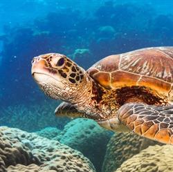 Calypso Reef Cruises