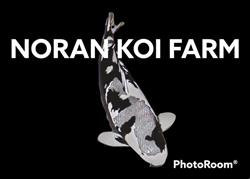 NORAN KOI FARMS