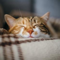Castle Cat Resort
