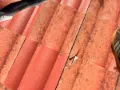 Roof restoration 2