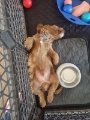 Typical Cobberdog pose