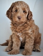 7 week old puppy
