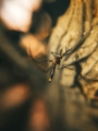 Cockroach Exterminator Western Sydney