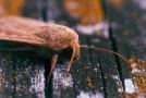 Pest Control Western Sydney
