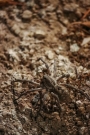 Termite Treatment Western Sydney