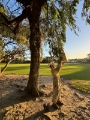 bee removal perth