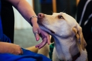 Caramello Therapy Dog