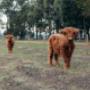 Highland Cows