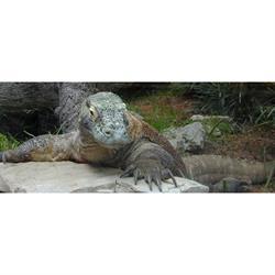 KomodoDragonTech