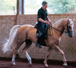 Academy of Dressage Pty Ltd