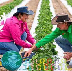 Bargara Berries Fruit & Vege Market
