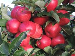 RW Squibb & Sons Orchard