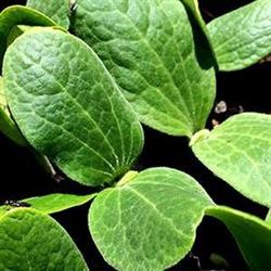 Mid Blue Mountains Seed Savers