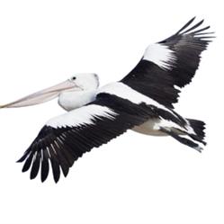 Pelican Cafe