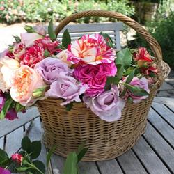 Rankins Roses