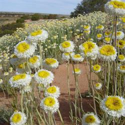 SA Arid Lands Landscape Board
