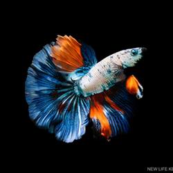 New Life Aquarium Keysborough (K2)