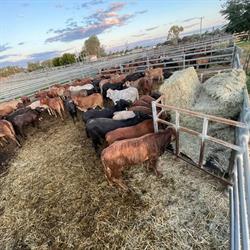 Barcaldine Cattle Sale Yards