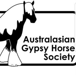 Glyndower Brea Gypsy Cobs
