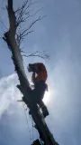 Arborist cutting