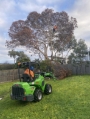 tree removal