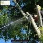 Arborist Melbourne