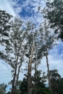 Tree service