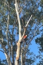 Tree service