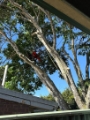Tree service