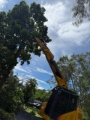 Tree Removal Sydney