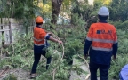 GDE Tree Services Sydney