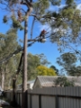 Tree Services Sydney - GDE